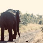 THIS IS AFRICA.  THIS IS LIFE.